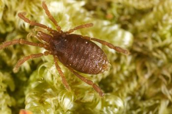 Media type: image;   Invertebrate Zoology 29554